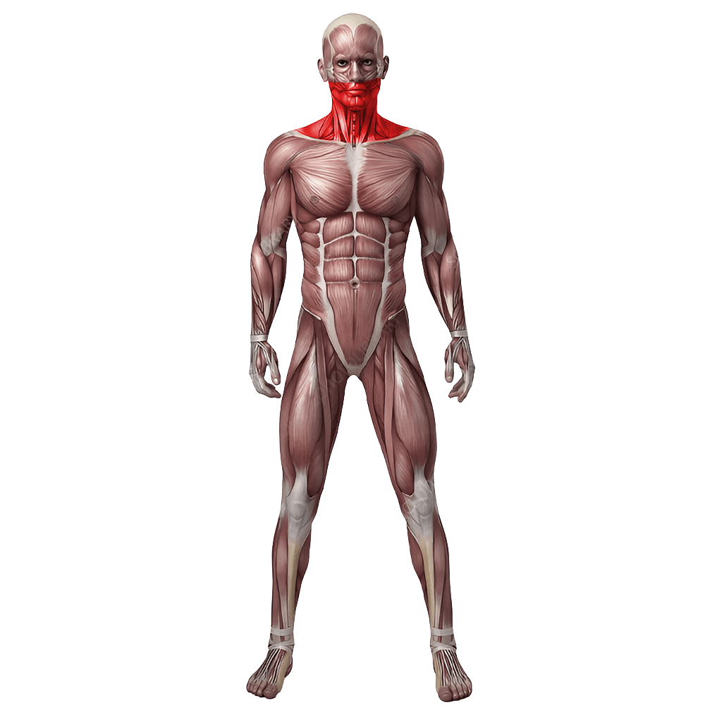 Head Neck & Shoulders